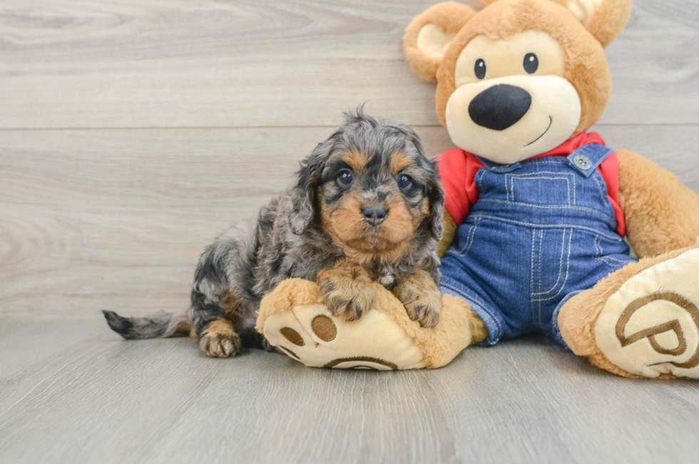 6 week old Cavapoo Puppy For Sale - Pilesgrove Pups