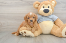 Cavapoo Puppy for Adoption