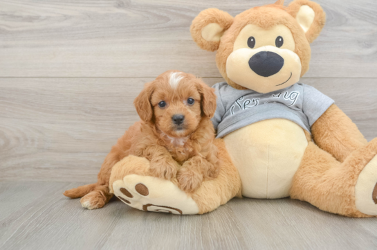 Cavapoo Puppy for Adoption