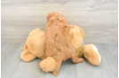 Friendly Cavapoo Baby