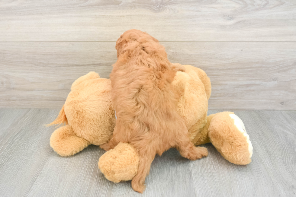 Friendly Cavapoo Baby