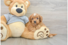 Best Cavapoo Baby