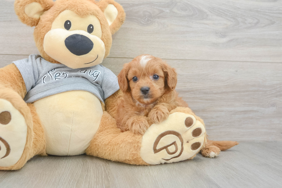 Best Cavapoo Baby