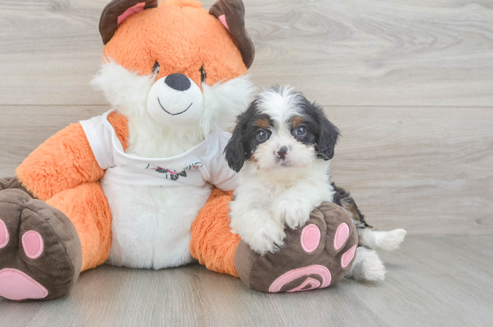 5 week old Cavapoo Puppy For Sale - Pilesgrove Pups