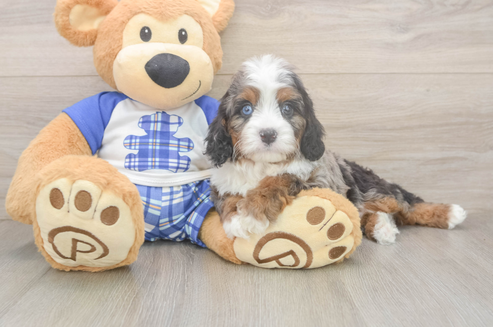 6 week old Cavapoo Puppy For Sale - Pilesgrove Pups