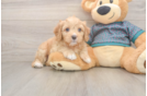 Friendly Cavapoo Baby
