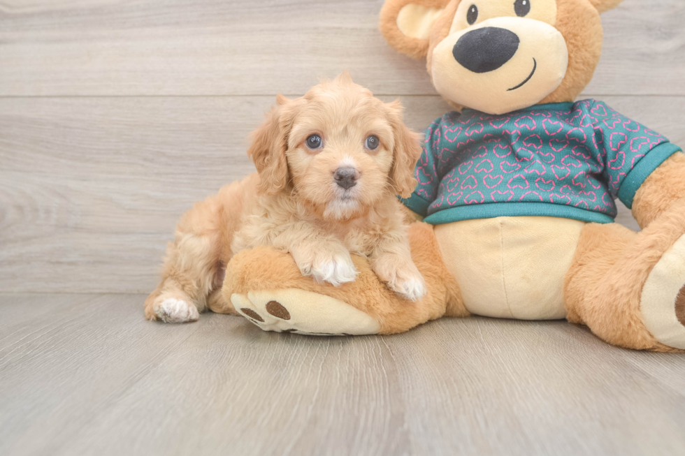 Friendly Cavapoo Baby