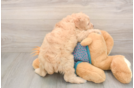 Playful Cavapoodle Poodle Mix Puppy