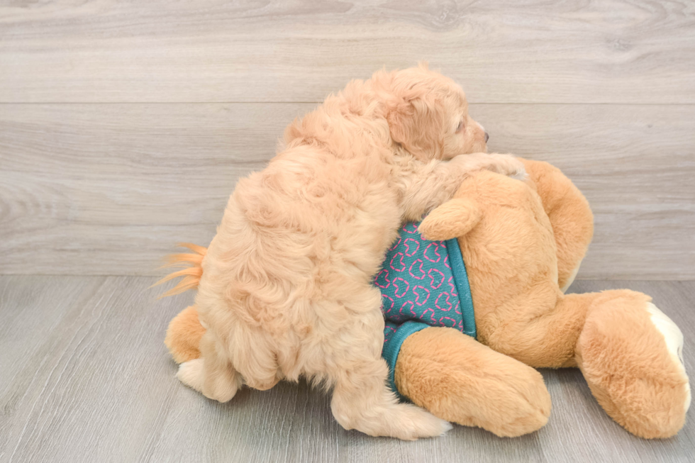 Playful Cavapoodle Poodle Mix Puppy