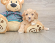 8 week old Cavapoo Puppy For Sale - Pilesgrove Pups