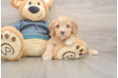 Cavapoo Puppy for Adoption