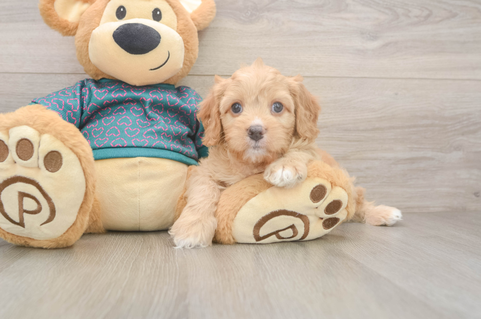 6 week old Cavapoo Puppy For Sale - Pilesgrove Pups
