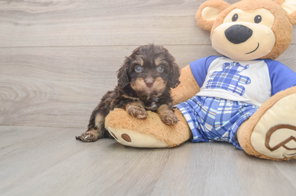 6 week old Cavapoo Puppy For Sale - Pilesgrove Pups