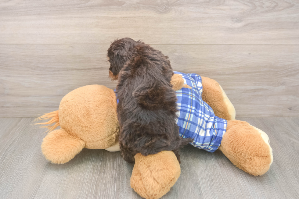 Cavapoo Puppy for Adoption