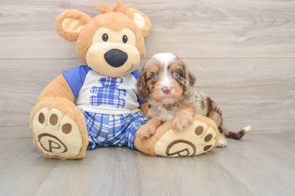 Cavapoo Pup Being Cute
