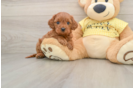 Playful Cavapoodle Poodle Mix Puppy