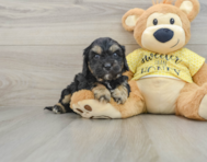 7 week old Cavapoo Puppy For Sale - Pilesgrove Pups