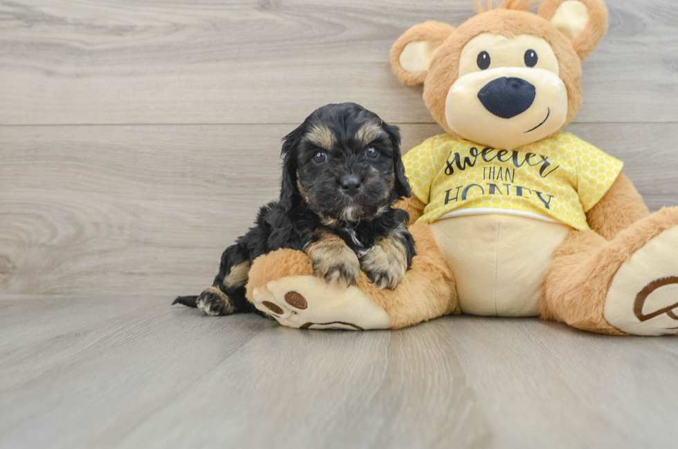 6 week old Cavapoo Puppy For Sale - Pilesgrove Pups