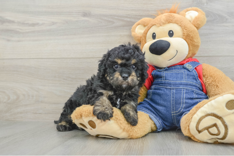 Playful Cavapoodle Poodle Mix Puppy