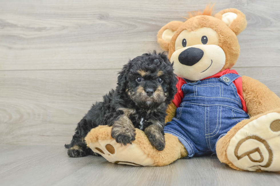 6 week old Cavapoo Puppy For Sale - Pilesgrove Pups