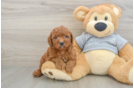 Smart Cavapoo Poodle Mix Pup