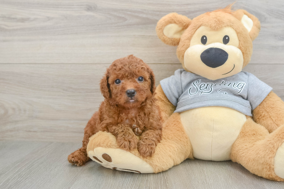 Smart Cavapoo Poodle Mix Pup