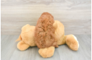 Cavapoo Puppy for Adoption