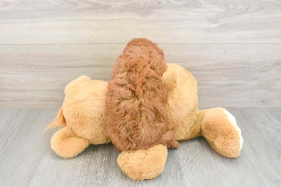 Cavapoo Puppy for Adoption