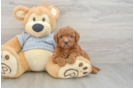 Best Cavapoo Baby