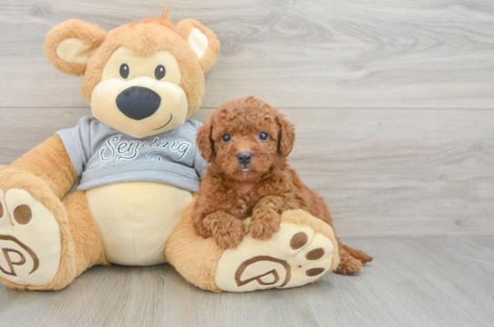 Best Cavapoo Baby