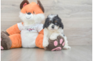 Energetic Cavoodle Poodle Mix Puppy