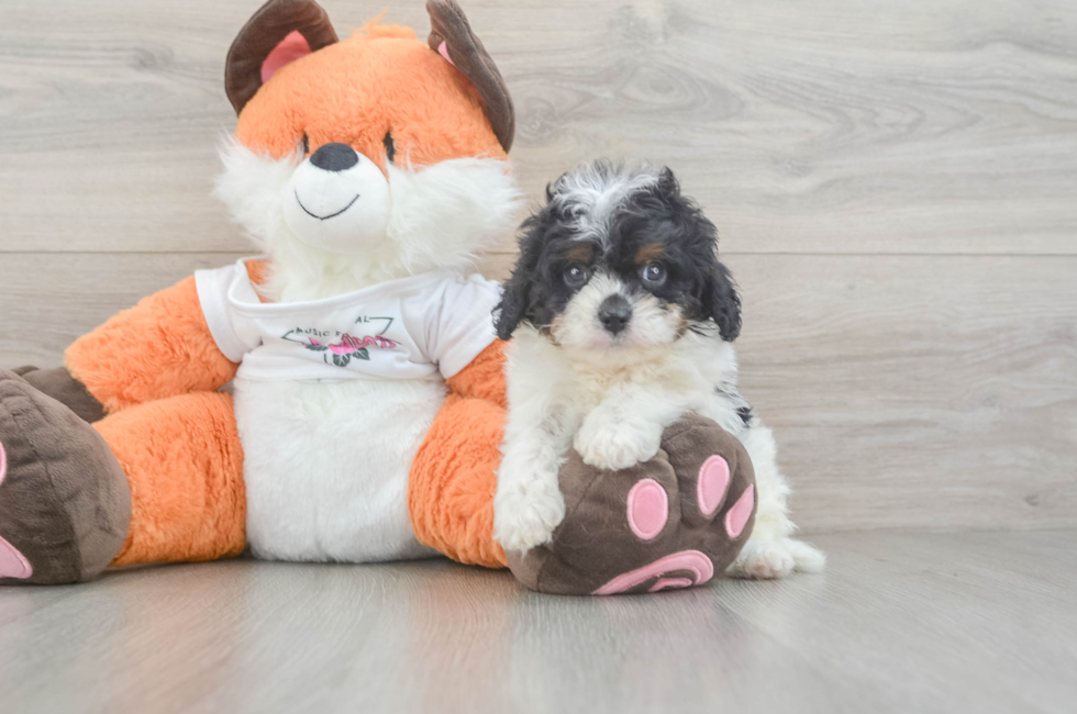 5 week old Cavapoo Puppy For Sale - Pilesgrove Pups