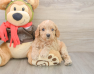 7 week old Cavapoo Puppy For Sale - Pilesgrove Pups