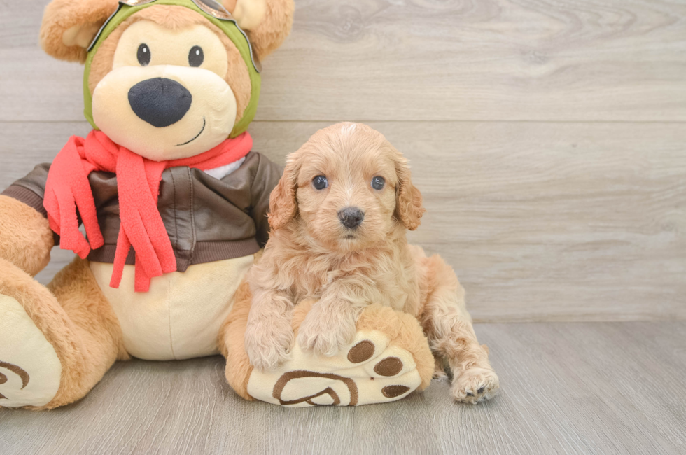 6 week old Cavapoo Puppy For Sale - Pilesgrove Pups