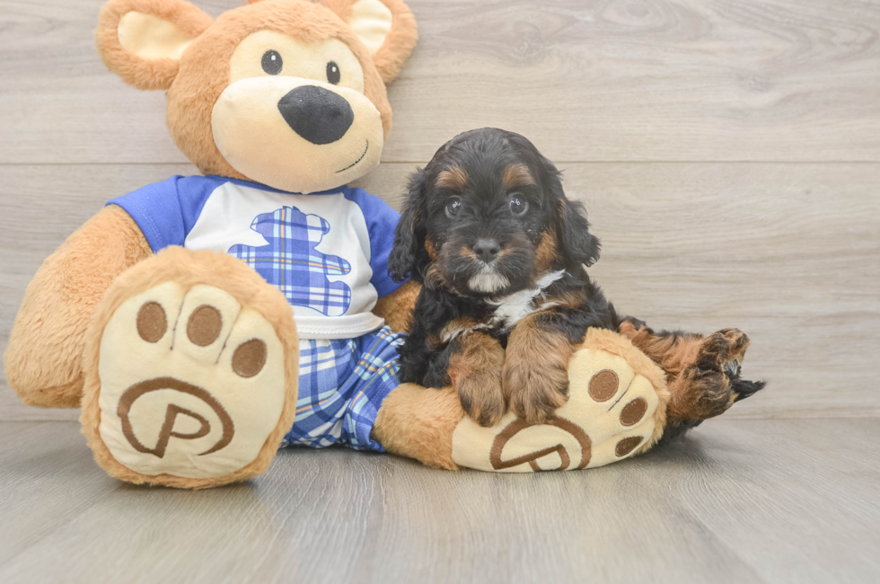 6 week old Cavapoo Puppy For Sale - Pilesgrove Pups