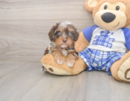 10 week old Cavapoo Puppy For Sale - Pilesgrove Pups