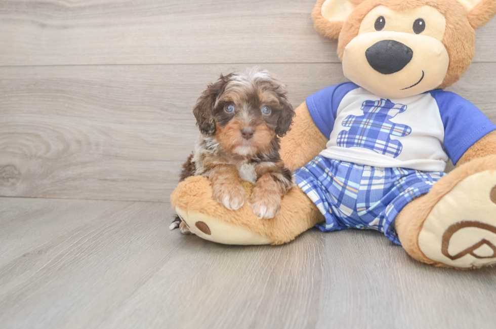 6 week old Cavapoo Puppy For Sale - Pilesgrove Pups
