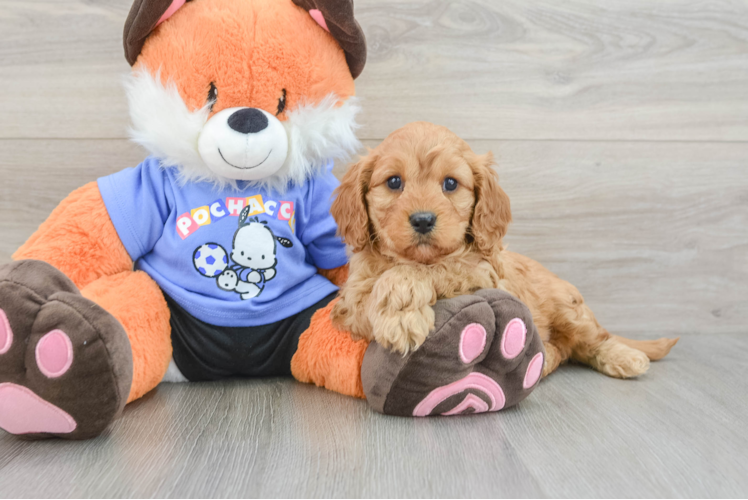 Cavapoo Puppy for Adoption