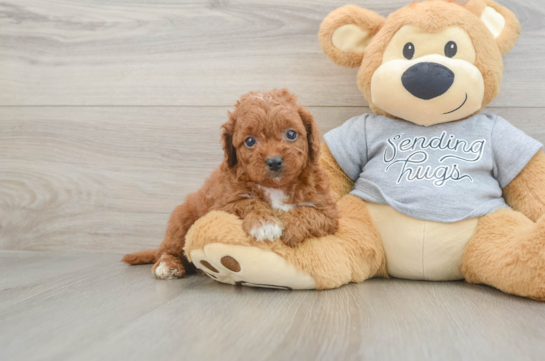 Cavapoo Pup Being Cute