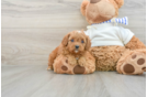 Adorable Cavalier King Charles Spaniel and Poodle Mix Poodle Mix Puppy