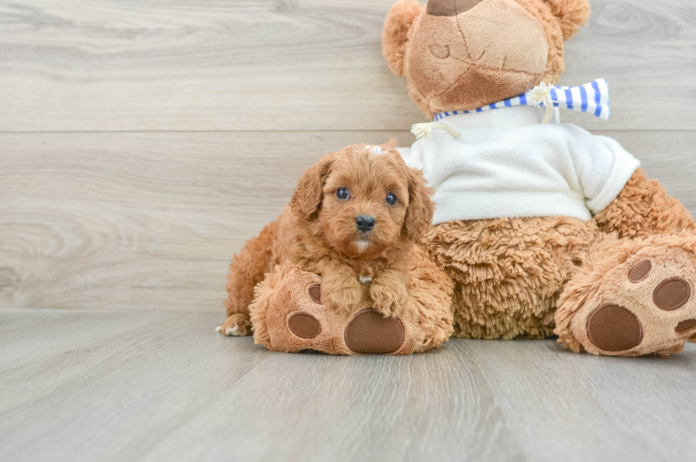 6 week old Cavapoo Puppy For Sale - Pilesgrove Pups