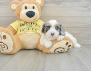 6 week old Cavapoo Puppy For Sale - Pilesgrove Pups