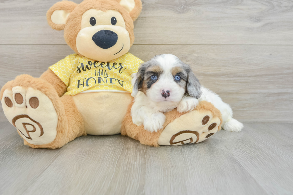 Cavapoo Pup Being Cute