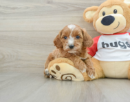 8 week old Cavapoo Puppy For Sale - Pilesgrove Pups