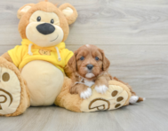 7 week old Cavapoo Puppy For Sale - Pilesgrove Pups