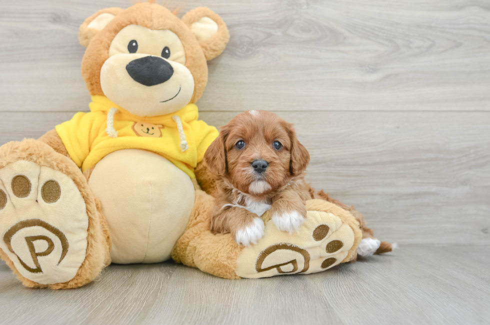 6 week old Cavapoo Puppy For Sale - Pilesgrove Pups