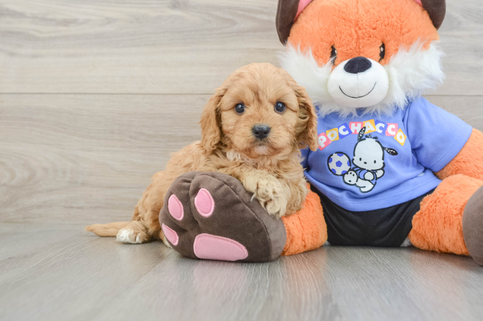 7 week old Cavapoo Puppy For Sale - Pilesgrove Pups
