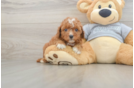 Adorable Cavalier King Charles Spaniel and Poodle Mix Poodle Mix Puppy