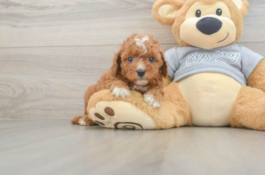 Adorable Cavalier King Charles Spaniel and Poodle Mix Poodle Mix Puppy