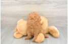 Popular Cavapoo Poodle Mix Pup